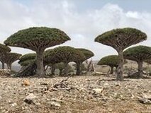 Socotra tour