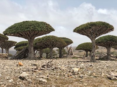 Socotra Tours 