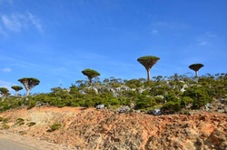 How to travel to Socotra