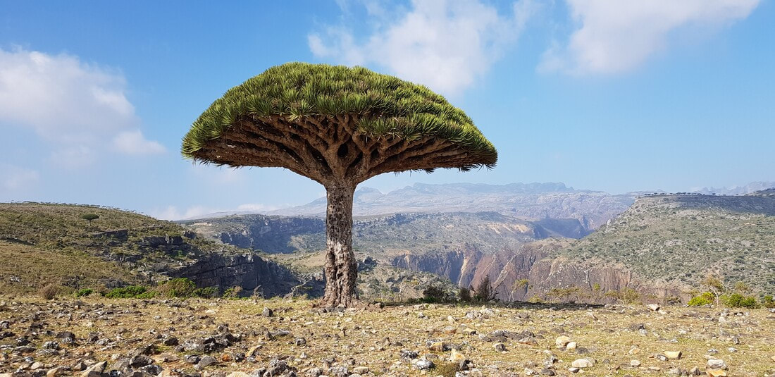 How to travel to socotra