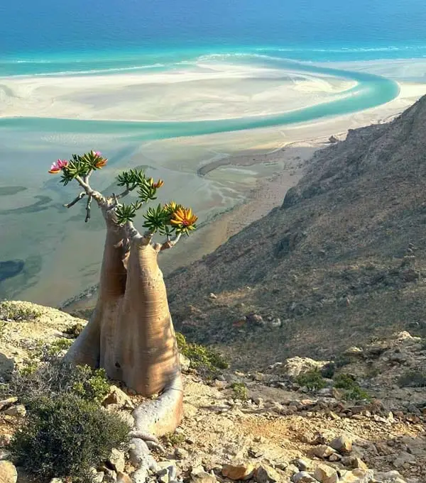 Bottle Tree on Socotra Island