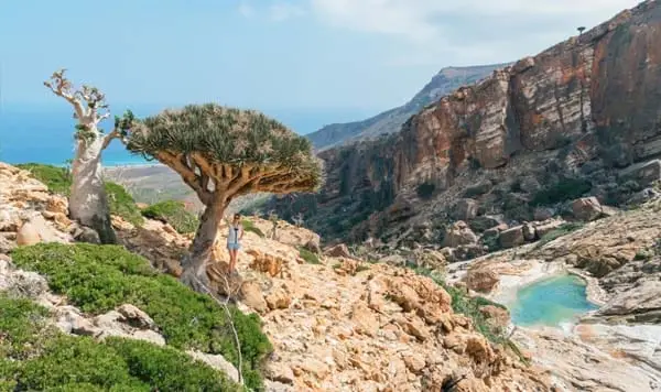 Dragon Blood Tree in Socotra Island