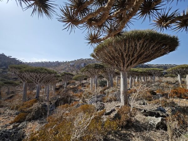 Visit Socotra Island