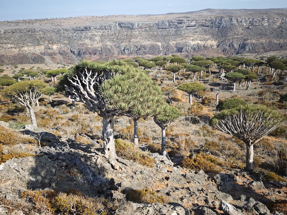 Explore Socotra Island